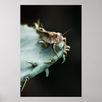Grasshopper on Cactus