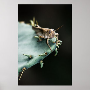 Grasshopper on Cactus Poster