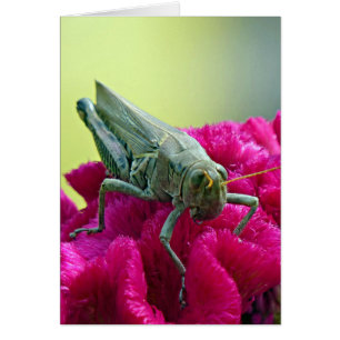 Grasshopper on Cockscomb