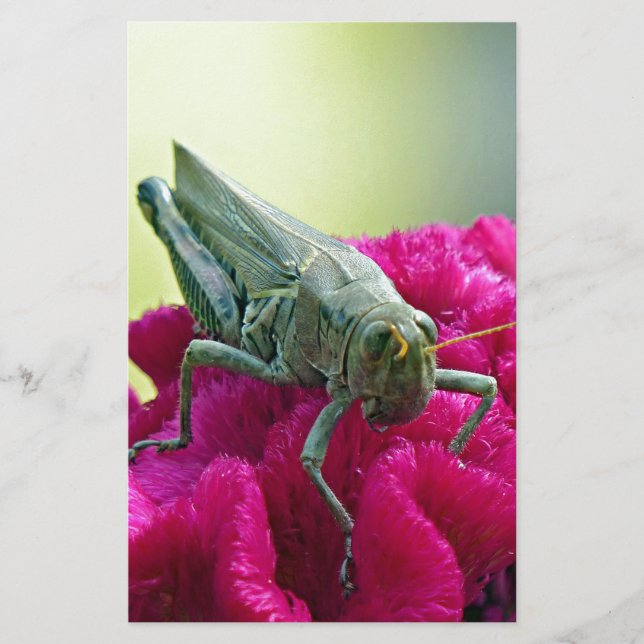 Grasshopper on Cockscomb (Front)