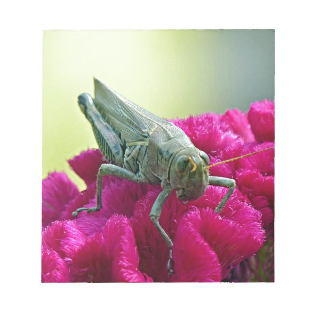 Grasshopper on Cockscomb Notepad (Front)