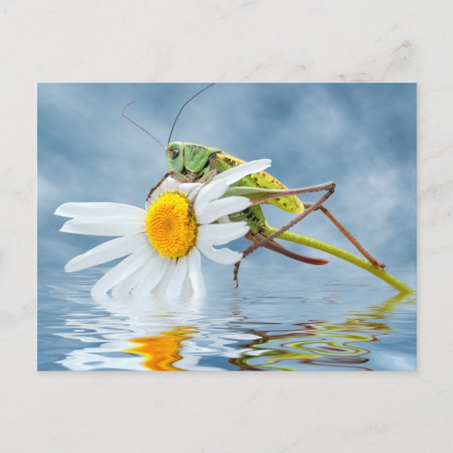 Grasshopper on daisy flower postcard (Front)