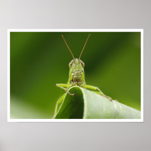 Grasshopper on Leaf Close-up Poster