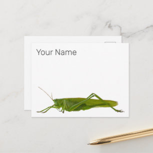 Grasshopper or Hayhorse Retro Insect Animal Gift Holiday Postcard