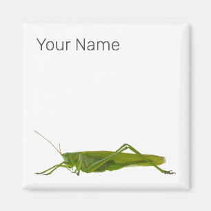 Grasshopper or Hayhorse Retro Insect Animal Gift Magnet