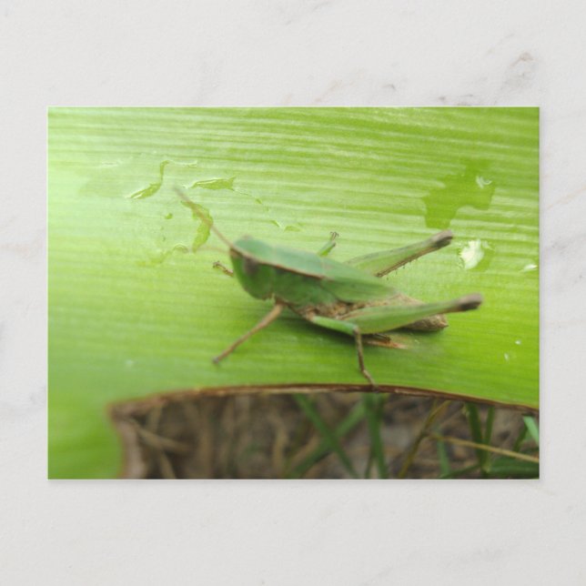 GrassHopper Postcard (Front)