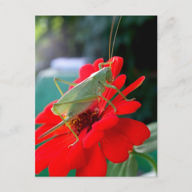 Grasshopper Postcard (Front)