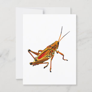 Grasshopper Postcard