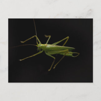 grasshopper postcard