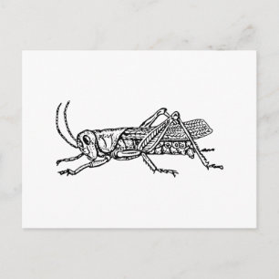 Grasshopper Postcard