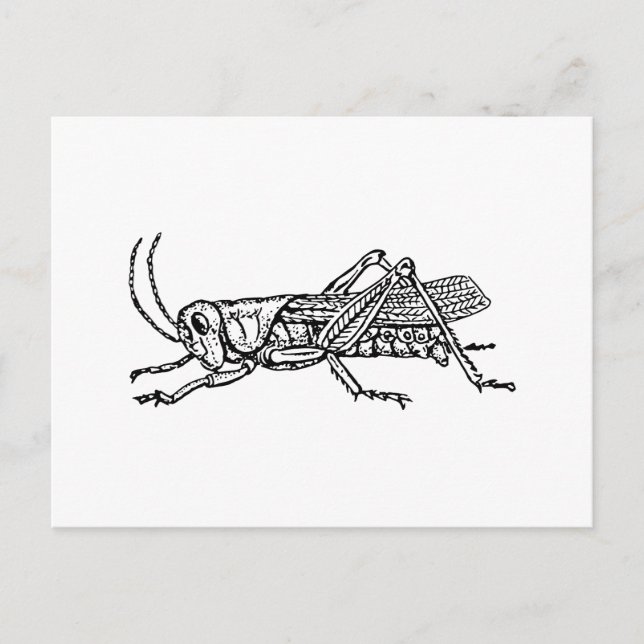 Grasshopper Postcard (Front)