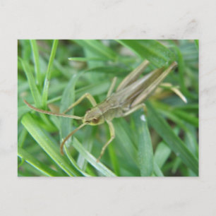 Grasshopper Postcard