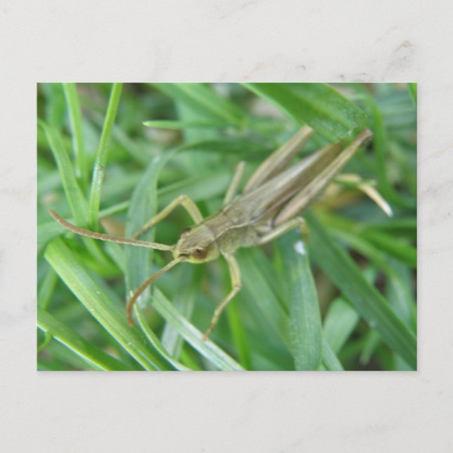 Grasshopper Postcard (Front)