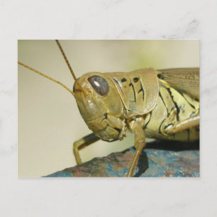 Grasshopper Postcard. Postcard