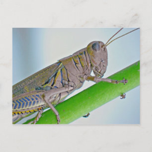 Grasshopper Postcard. Postcard