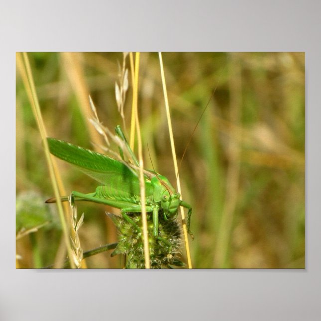 Grasshopper poster (Front)
