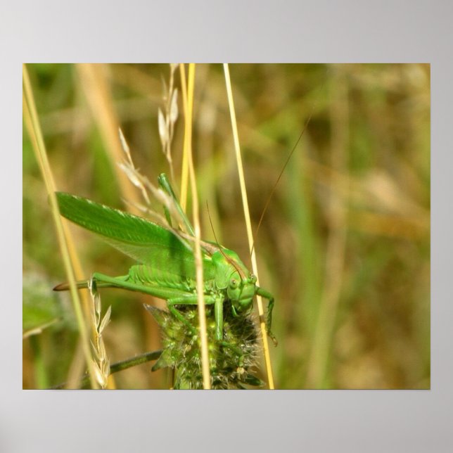 Grasshopper poster (Front)