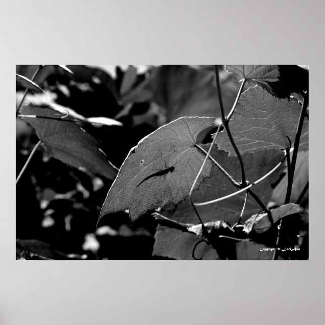 Grasshopper Shadow Poster (Front)