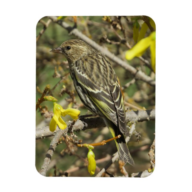 Grasshopper Sparrow In Sunshine Magnet (Vertical)