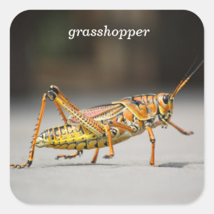 grasshopper square sticker