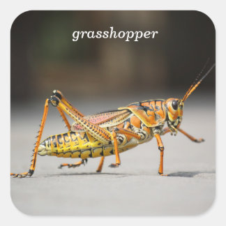 grasshopper square sticker