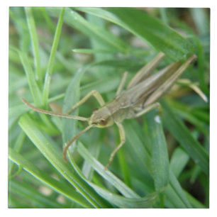 Grasshopper Tile