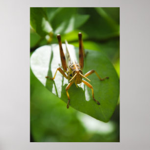 Grasshoppers in the sunshine poster