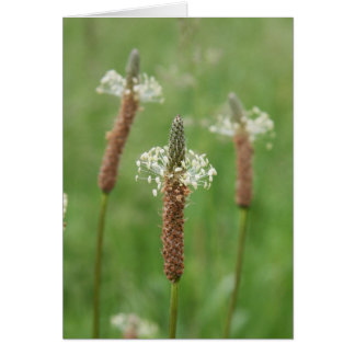 Grassy Gems