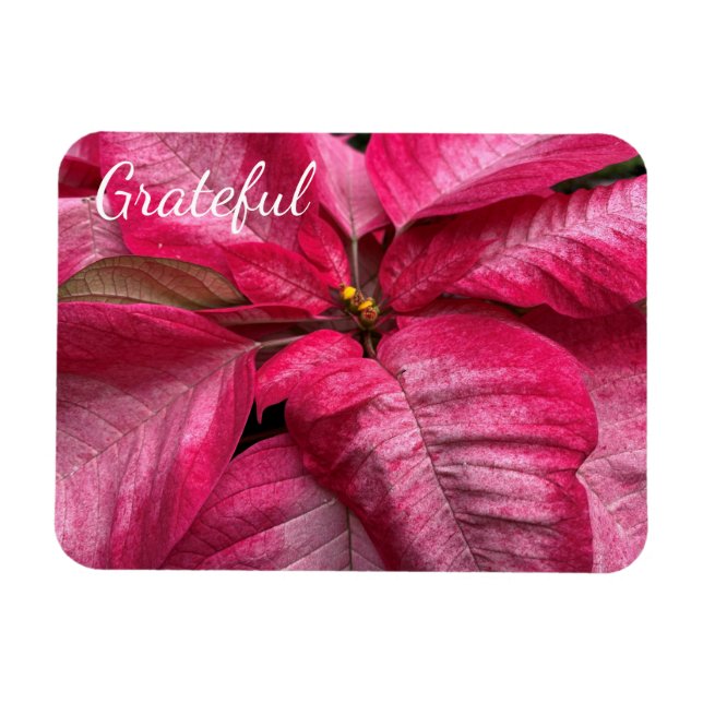 Grateful Poinsettia Magnet (Horizontal)