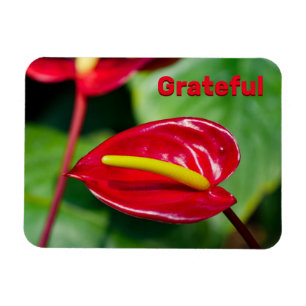 Grateful Quote on Red Peace Lily Magnet