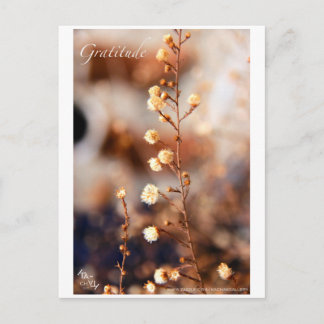 GRATITUDE POSTCARD