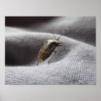 Graue Gartenwanze buggy stink bug
