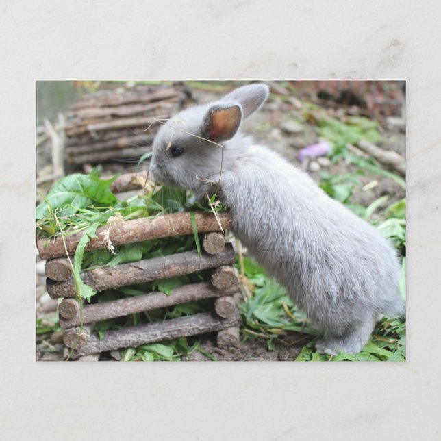 graues Häschen das frisst Postcard (Front)