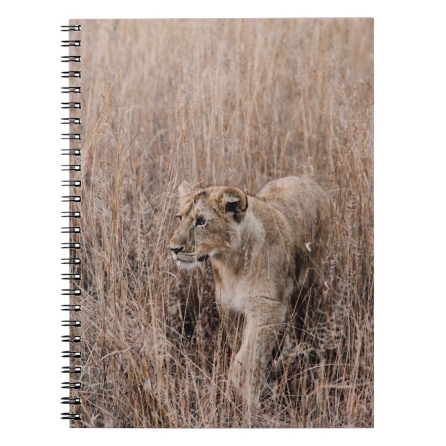 GRAY AND BROWN LION SURROUNDED BY BROWN GRASS NOTEBOOK (Front)