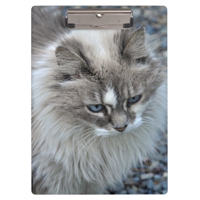 Gray and white fuzzy cat clipboard (Front)