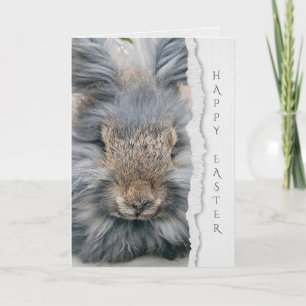 gray angora rabbit for Easter Card