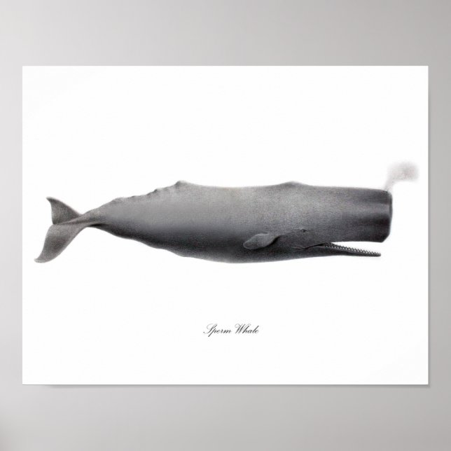 Gray Black and white art print Sperm Whale #12 (Front)