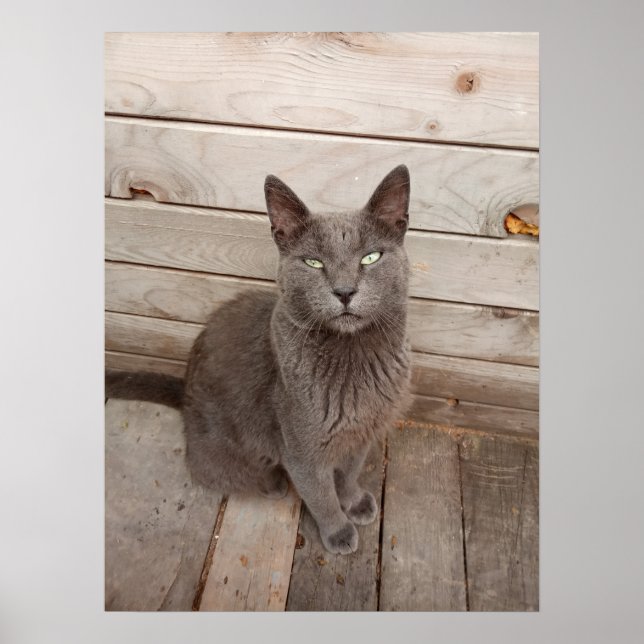 Gray Cat Poster (Front)