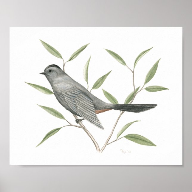 Gray Catbird Fine Art Print (Front)