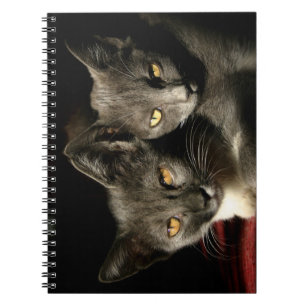 Gray Cats Photo Photo Notebook (80 Pages B&W)