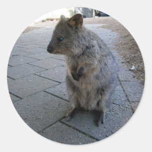 Gray Furry Australian Quokka, Classic Round Sticker