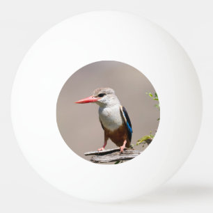 Gray-Headed Kingfisher Ping Pong Ball