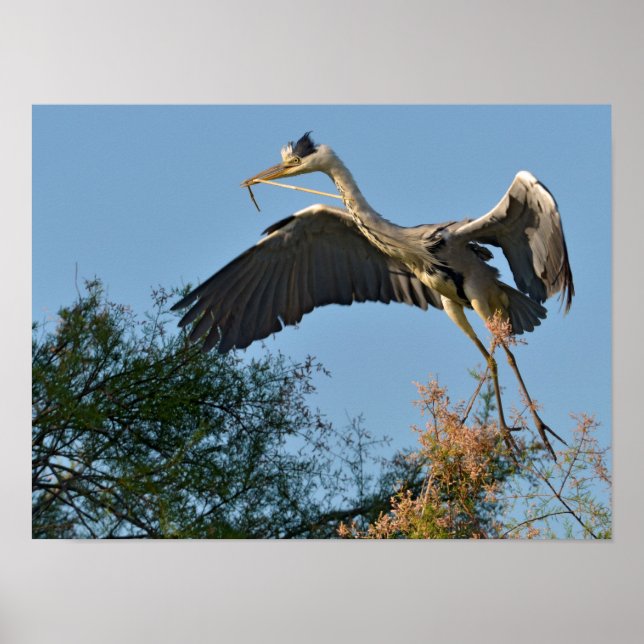 Gray heron bird arriving at the top of a tree poster (Front)