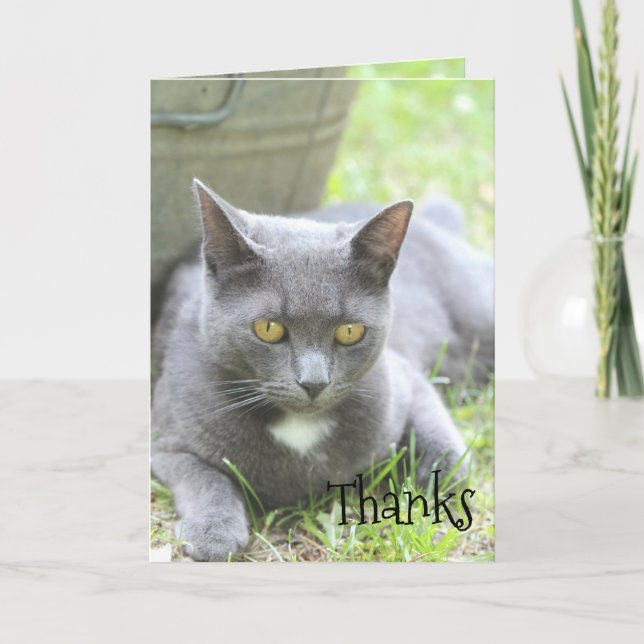 Gray Kitty Cat Thank You Card (Front)