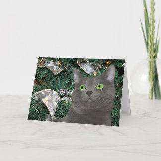 Gray kitty Christmas Holiday Card