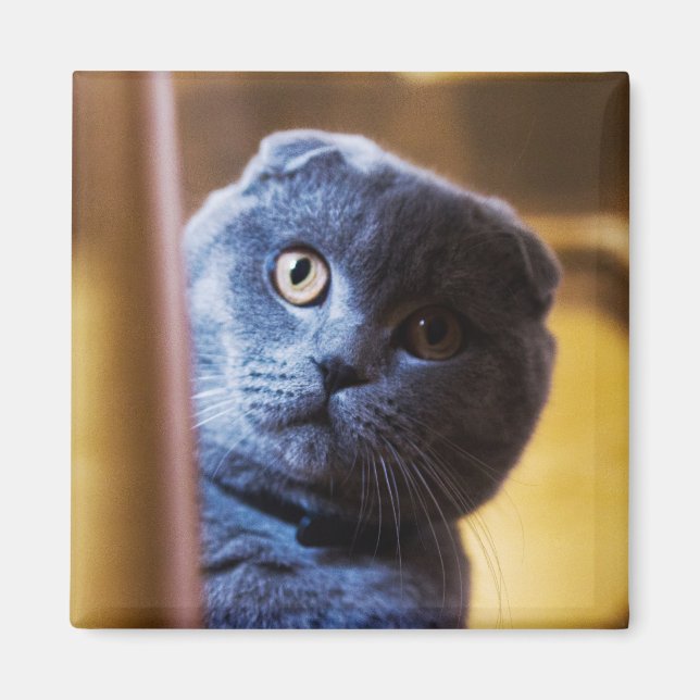 Gray Kitty Magnet (Front)