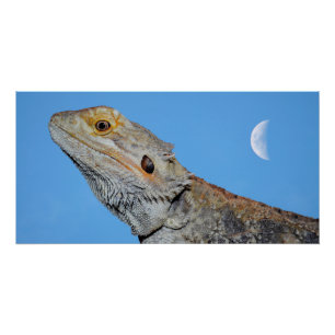 Gray Lizard and half moon Poster