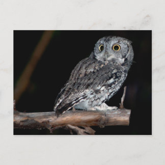 Gray Morph Eastern Screech-Owl at Midnight Postcard