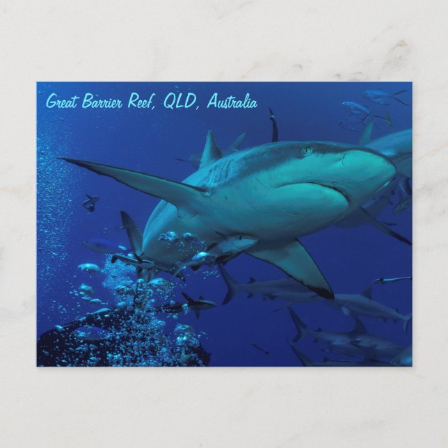 Gray Reef Shark Postcard (Front)
