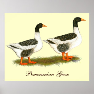Gray Saddleback Geese Poster